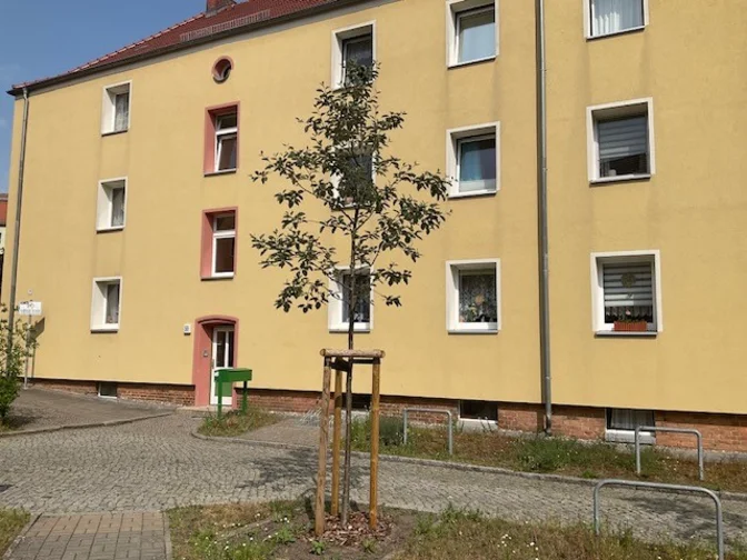 Baumpflanzung