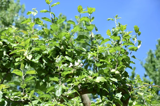 Appfelbaum 